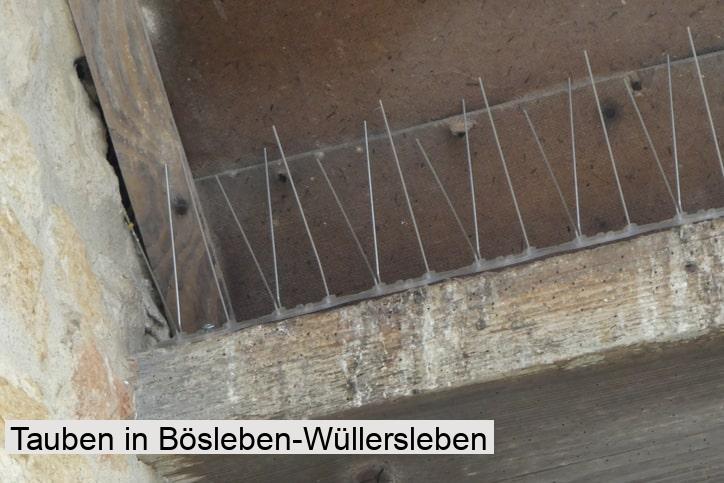 Tauben in Bösleben-Wüllersleben